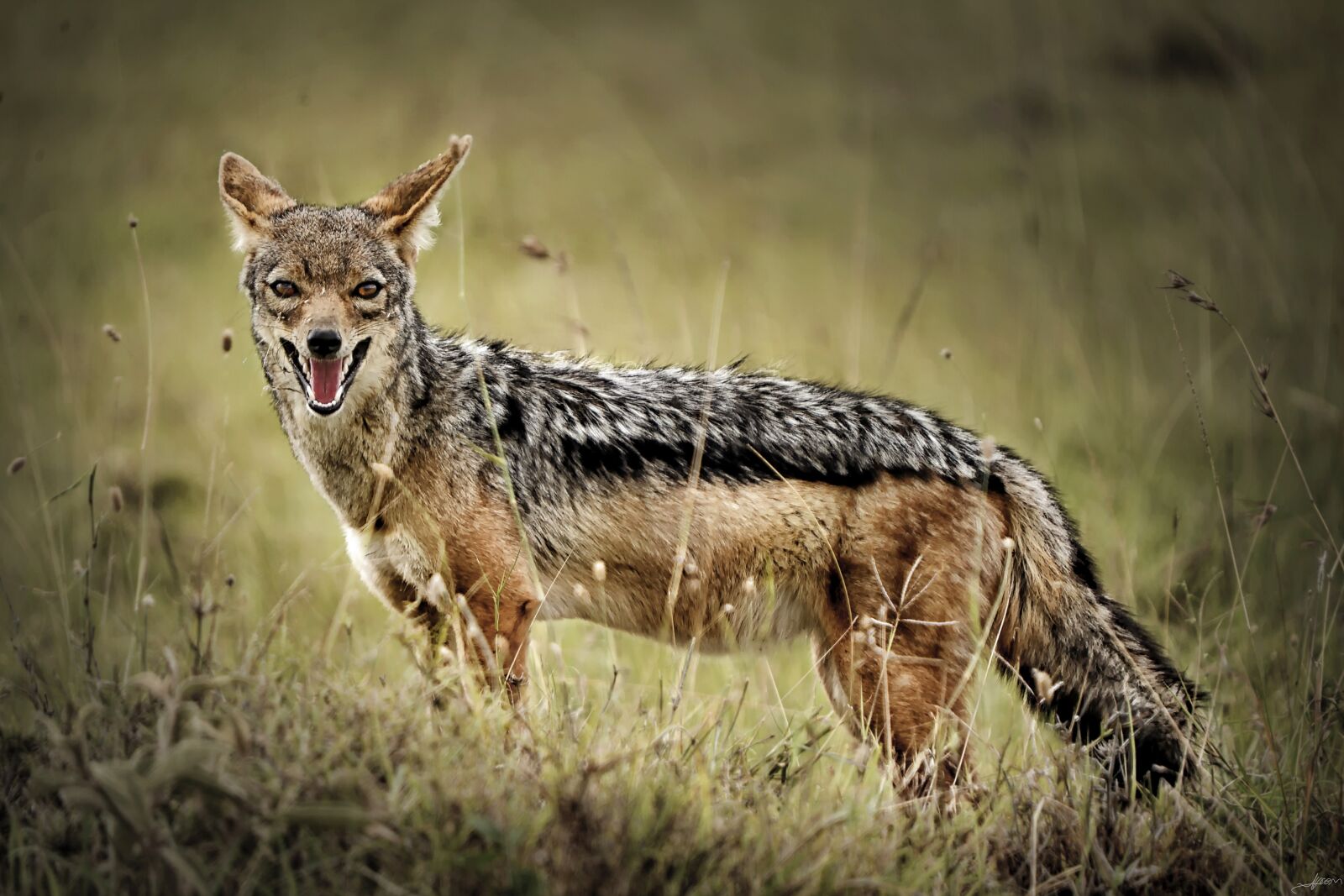 Nikon D3S sample photo. Jackal, animal, wild life photography