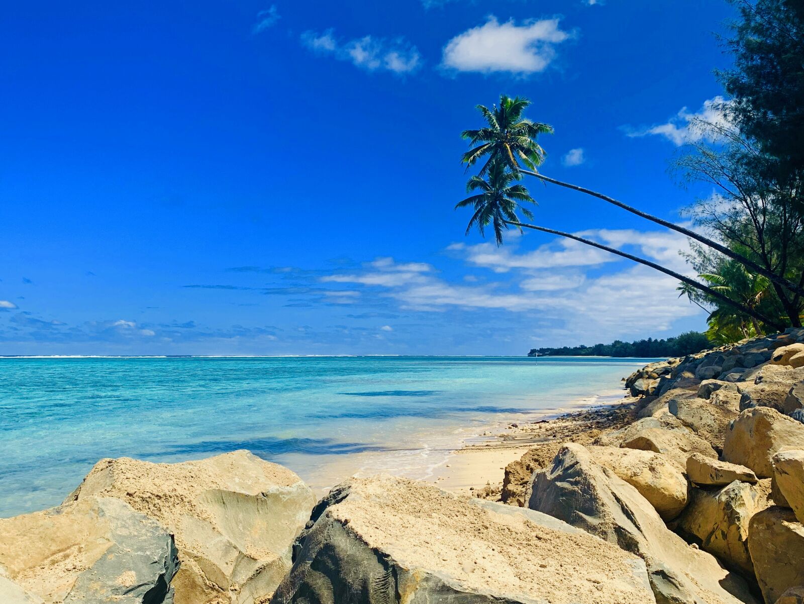 Apple iPhone XR sample photo. Palm tree, island, beach photography