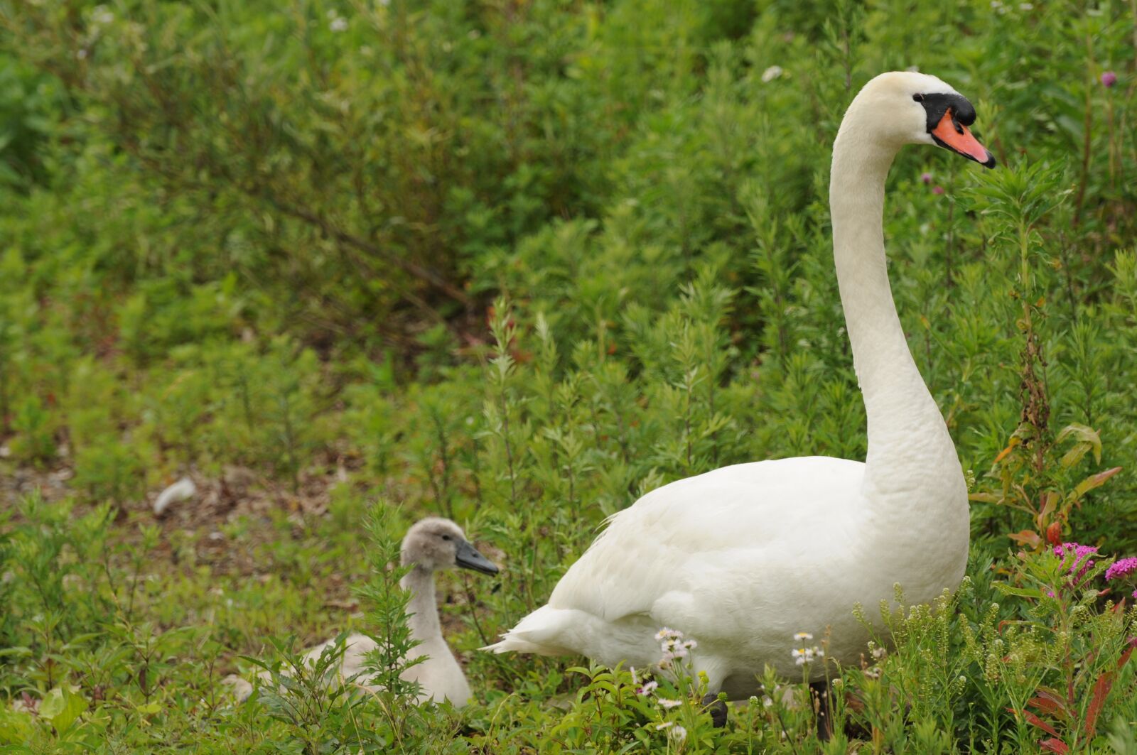 Nikon D300 sample photo. Swan, parent child, bird photography