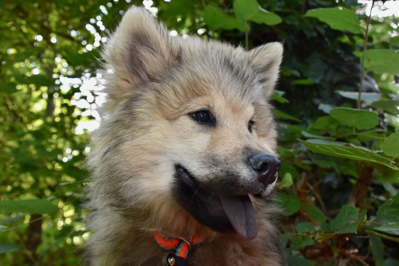 Nikon D5600 sample photo. Eurasier, dog, pet photography
