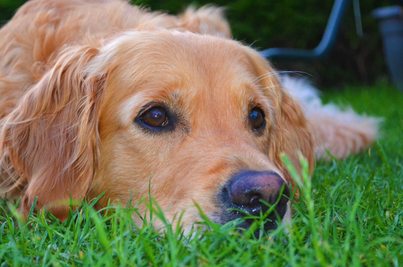 Nikon D5100 sample photo. Golden retriever, dog, grass photography