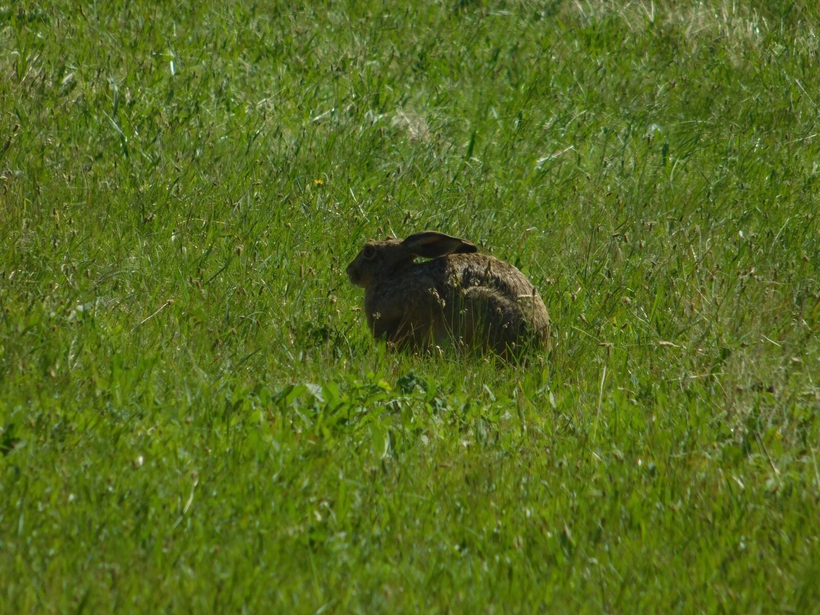 Nikon Coolpix L840 sample photo. Wild rabbit, animal, outdoor photography