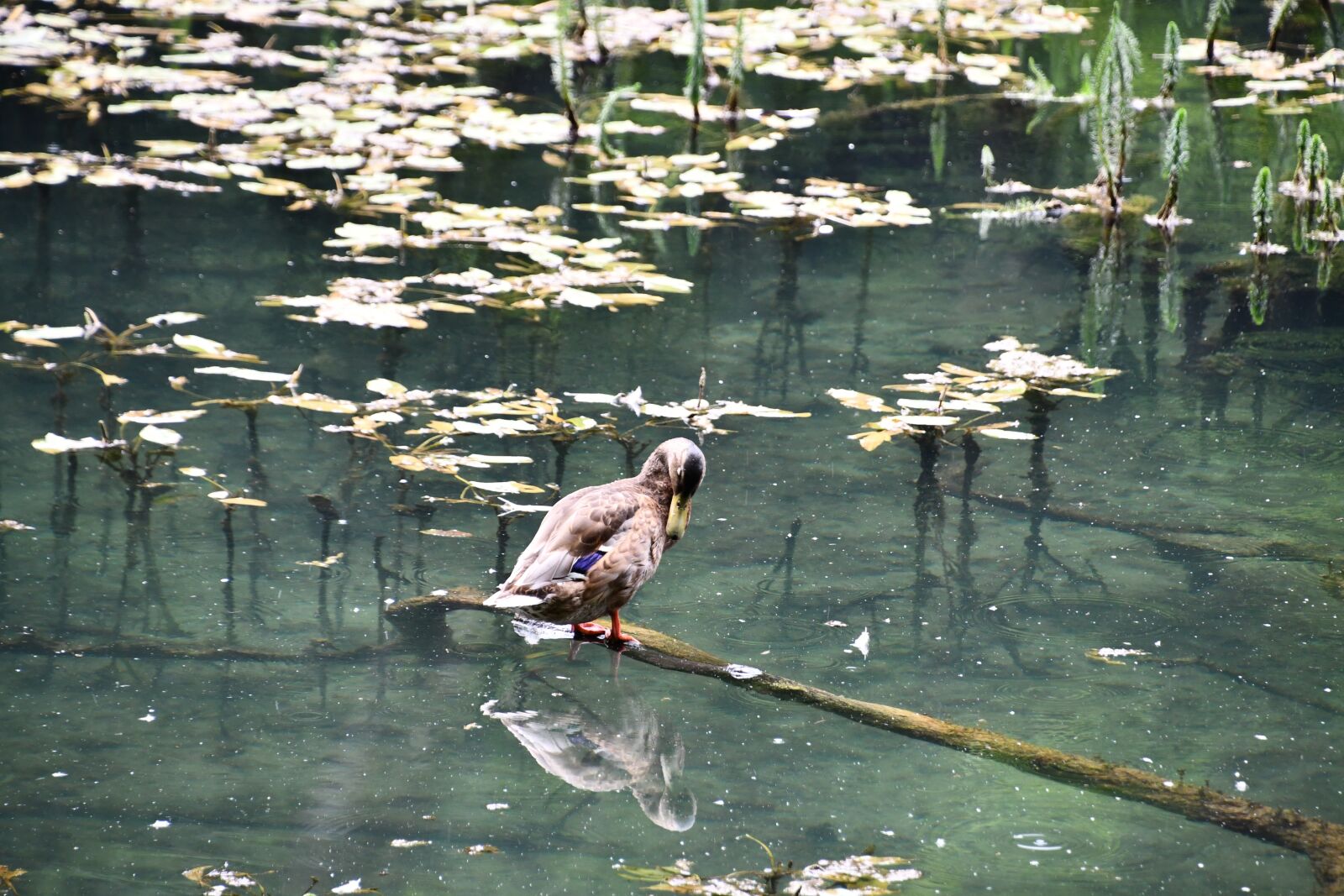 Nikon D7500 sample photo. Duck, swamp, reflection photography
