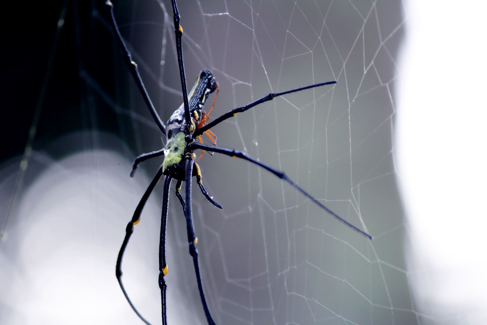 Canon EOS 1200D (EOS Rebel T5 / EOS Kiss X70 / EOS Hi) sample photo. Spider, large spider, big photography