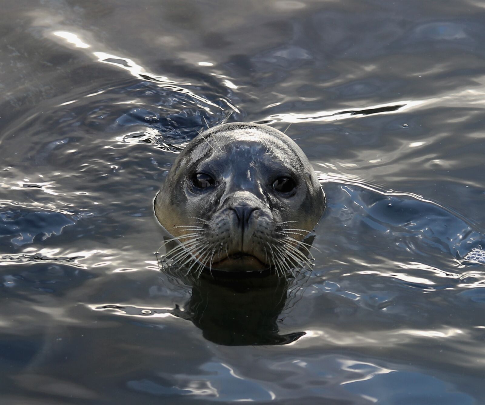Canon EOS 80D sample photo. Sea lion, wildlife, water photography