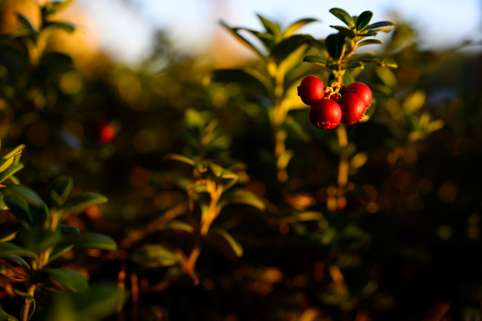 Nikon Z8 sample photo. Sunrise plants photography