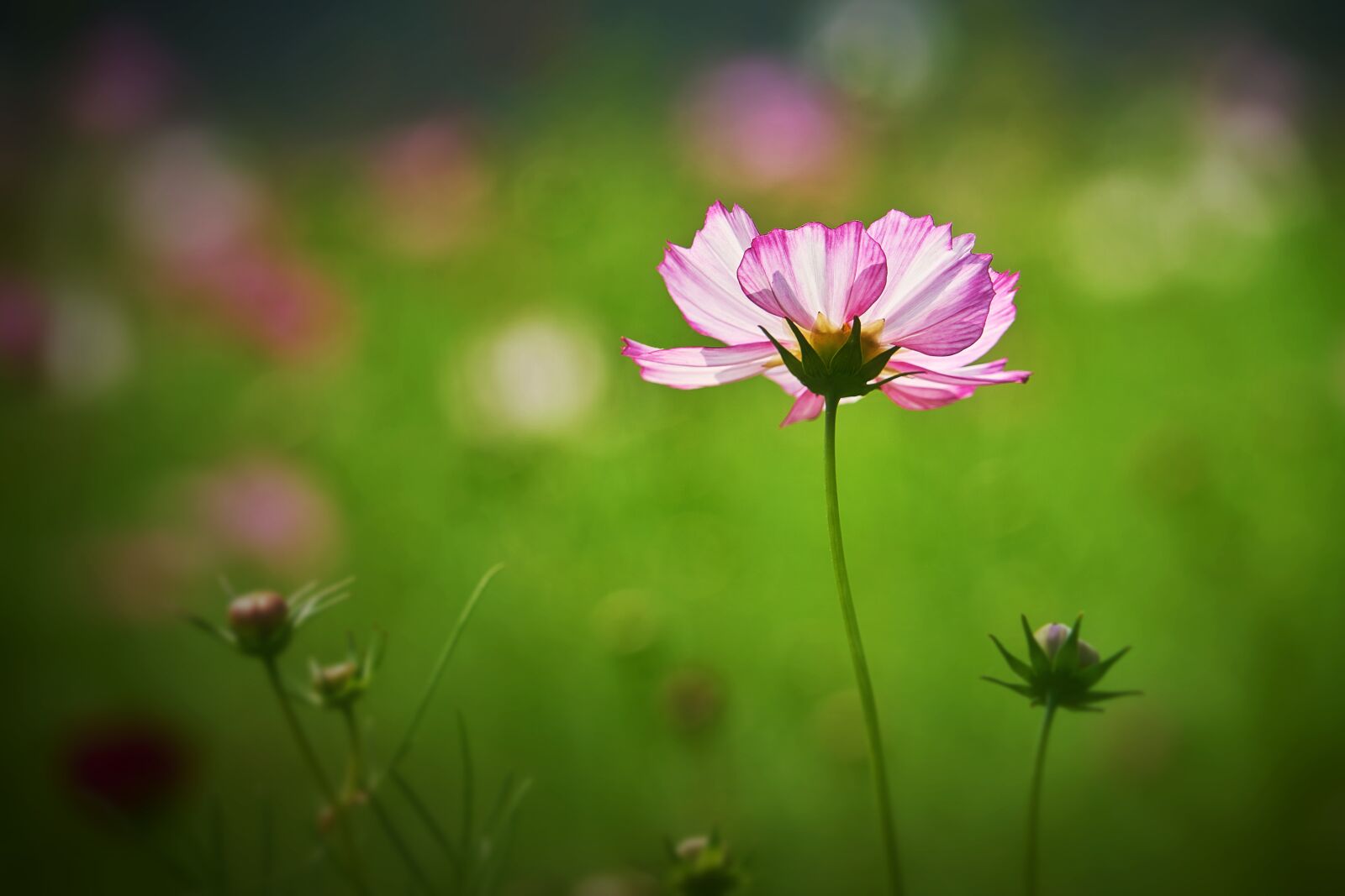 Sony FE 24-240mm F3.5-6.3 OSS sample photo. Cosmos, landscape, flowers photography