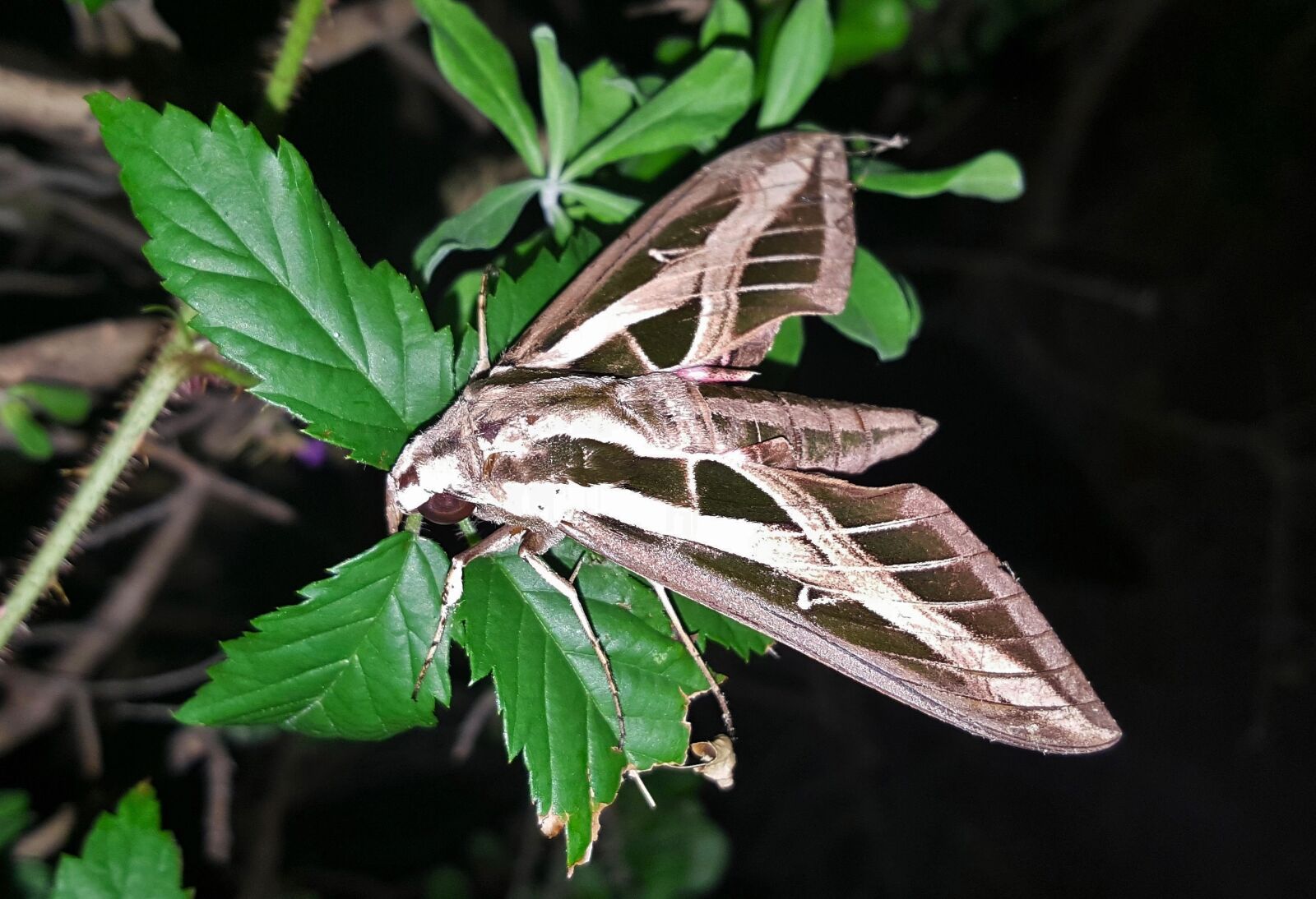 Samsung Galaxy Note5 sample photo. Moth, sphinx moth, banded photography