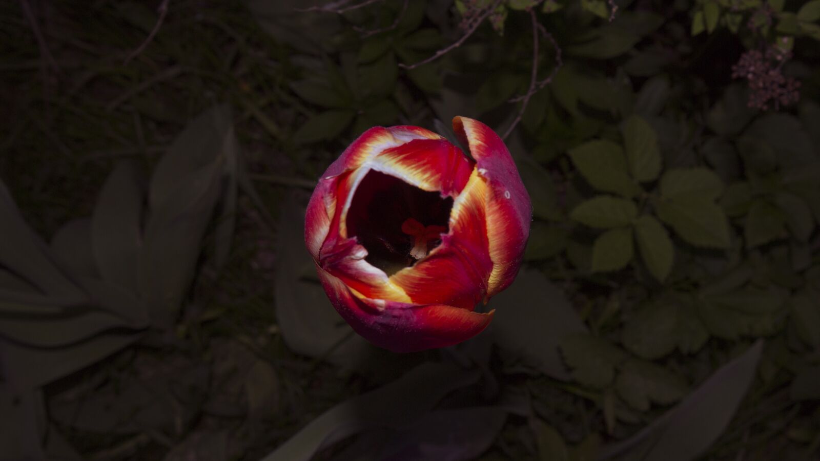 Nikon D3100 sample photo. Flower, tulip, closeup photography