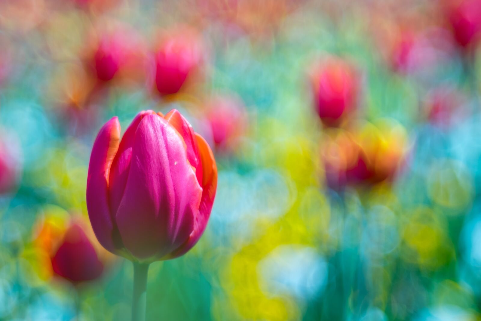 Fujifilm X-T1 sample photo. Flower, tulip, bokeh photography