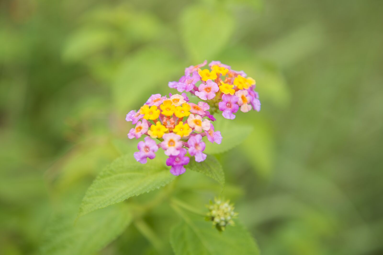 Nikon D610 sample photo. Flower, blossom, pink photography