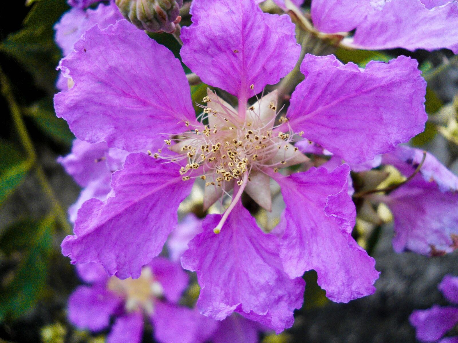 Nikon Coolpix L22 sample photo. Flower, hibiscus, purple photography