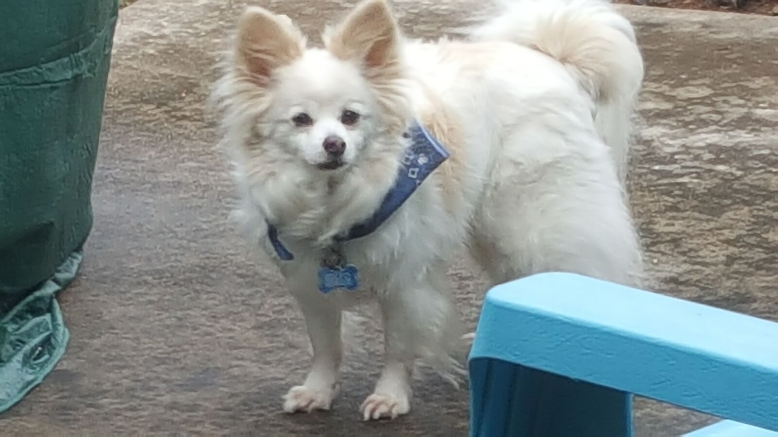 Samsung Galaxy Note5 sample photo. Dog, looking, porch, standing photography