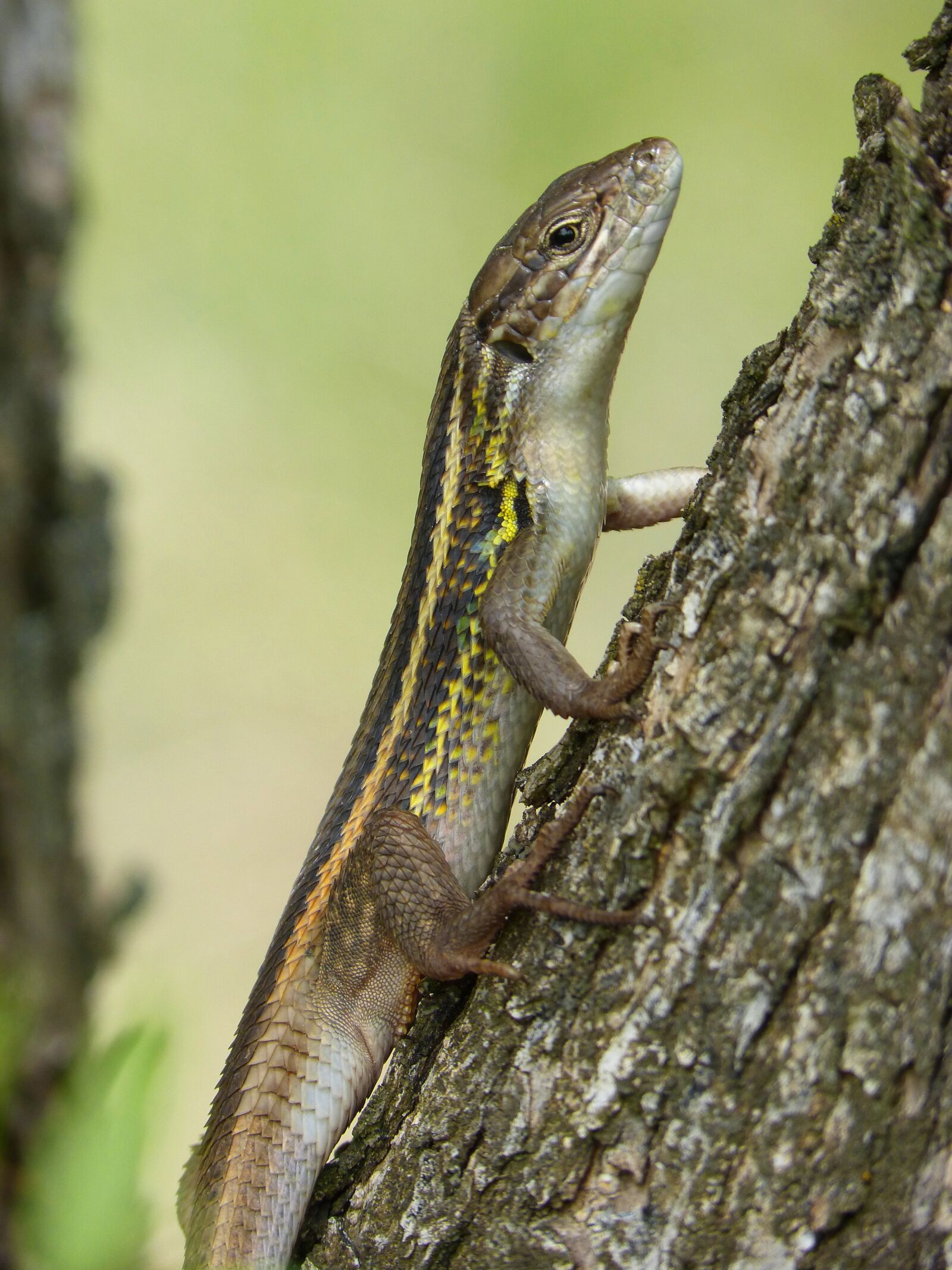 Panasonic DMC-FZ62 sample photo. Lizard, sargantana, trunk photography