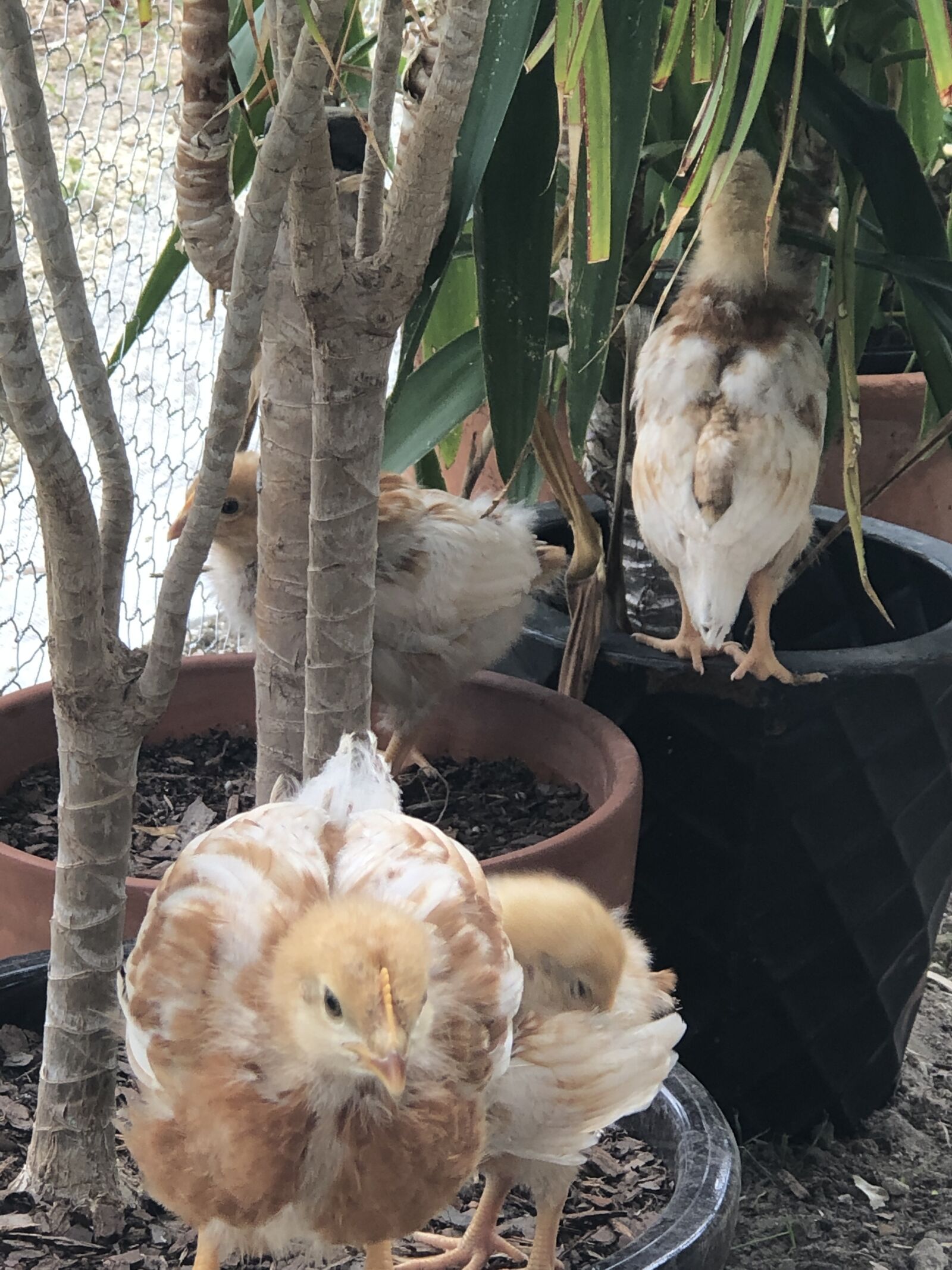 Apple iPhone 8 Plus sample photo. Chicks, chickens, pets photography