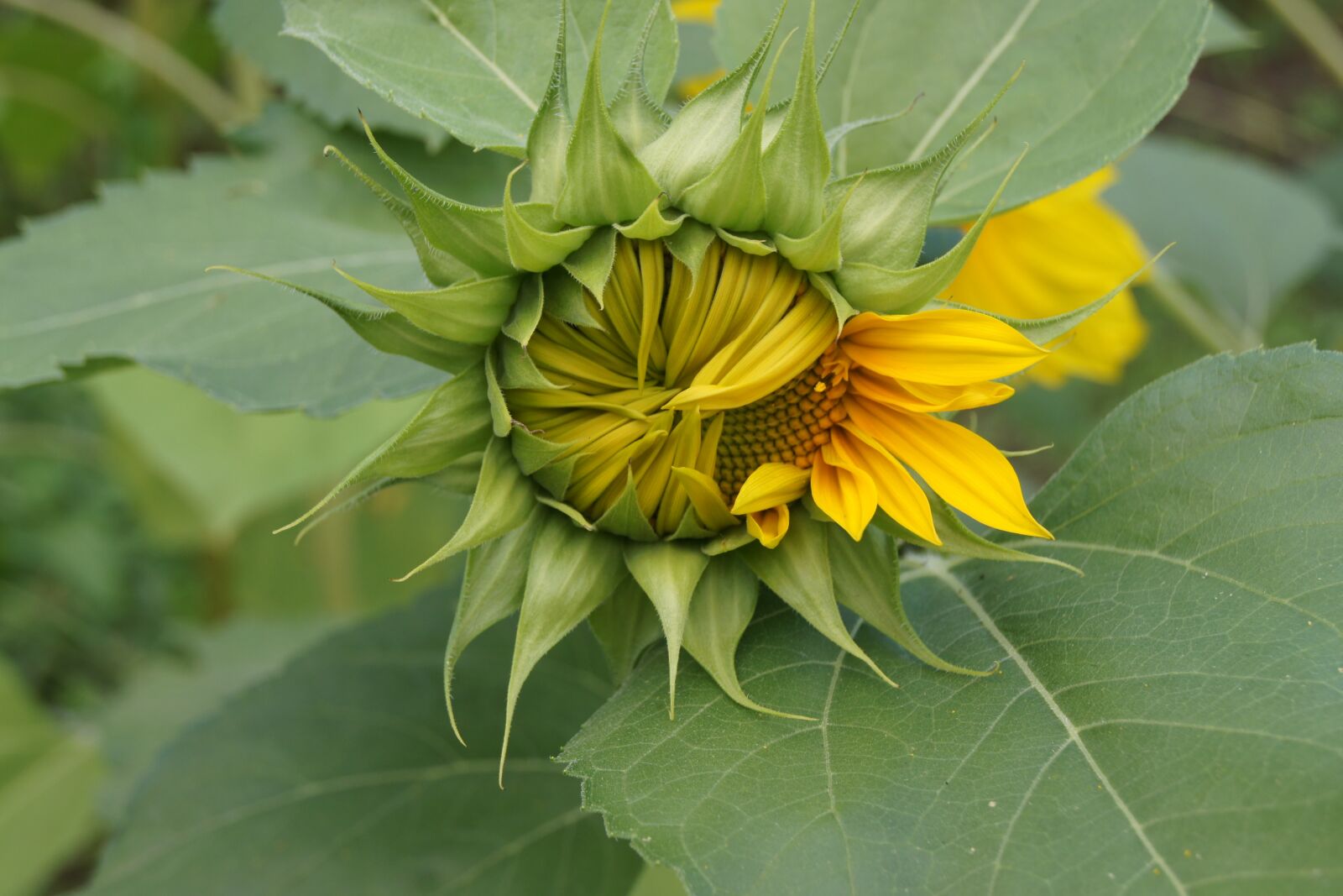Sony Alpha DSLR-A500 sample photo. Sunflower, green, yellow photography