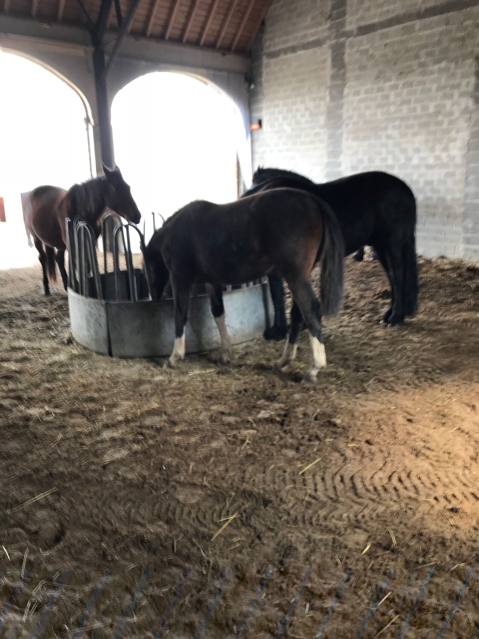 Apple iPhone 7 sample photo. Horses, food, stable photography