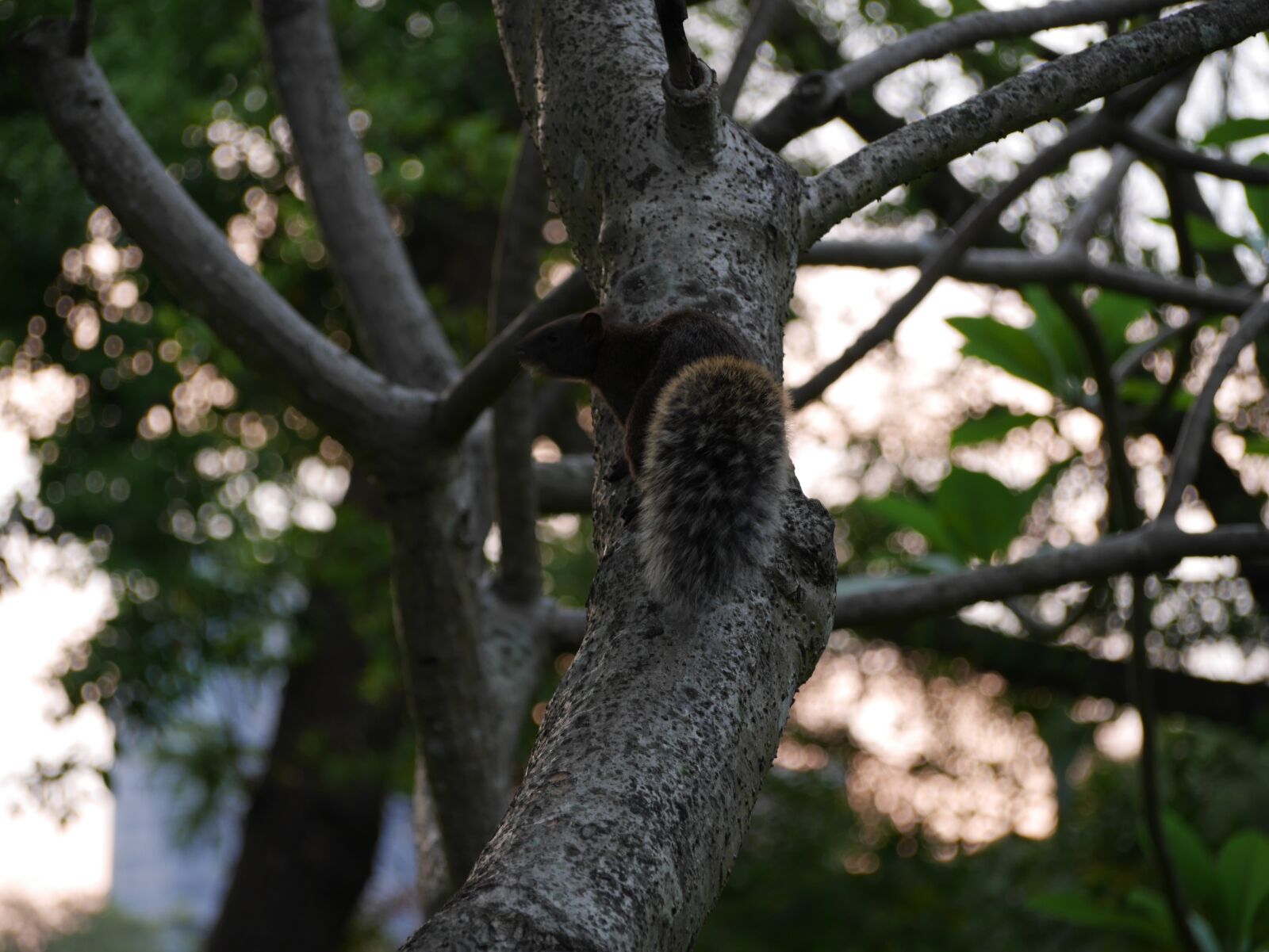Panasonic Lumix DMC-GX7 sample photo. Squirrel, tree, park photography