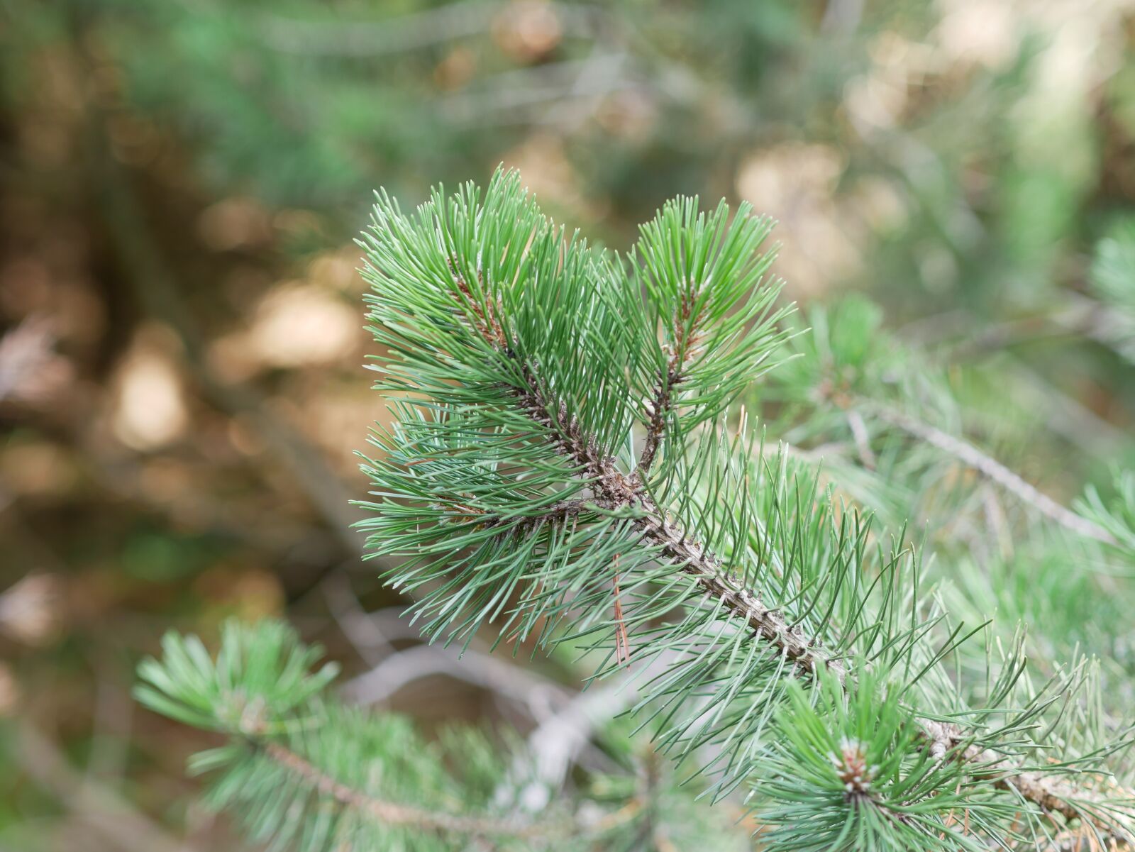 Panasonic Lumix DMC-GX85 (Lumix DMC-GX80 / Lumix DMC-GX7 Mark II) sample photo. Branch, tree, needles photography