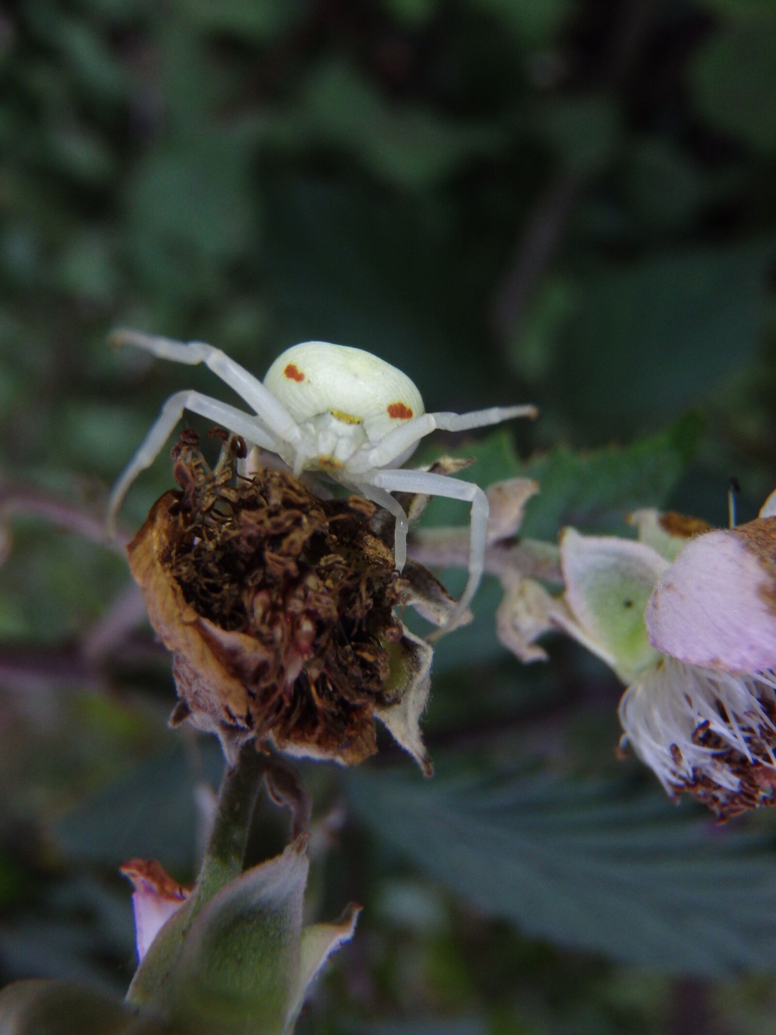 Olympus TG-830 sample photo. Insect, spider, nature photography