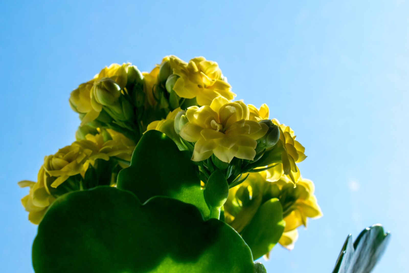 Nikon D3300 sample photo. Flower, nature, yellow photography