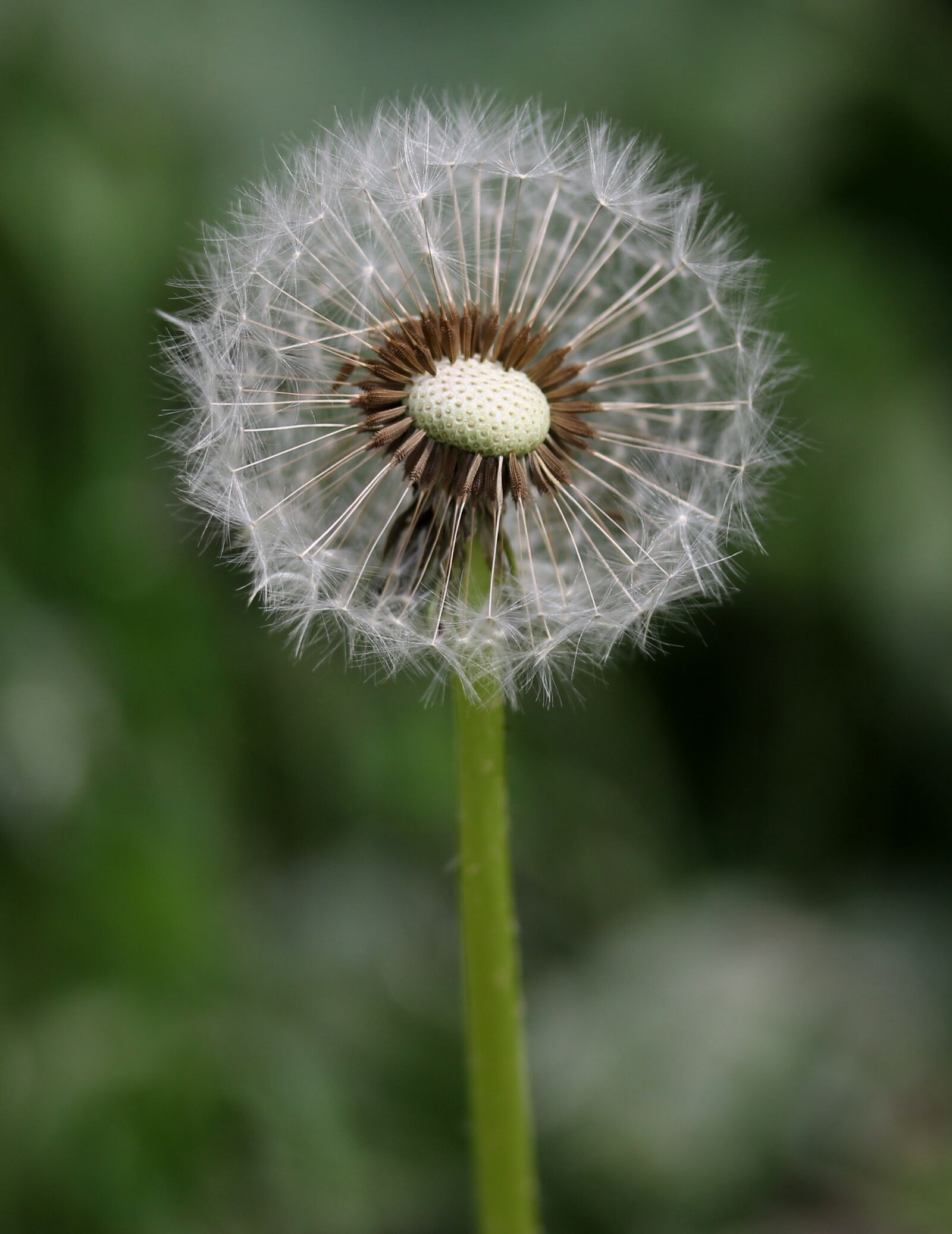 Canon EF-S 60mm F2.8 Macro USM sample photo. Dandelion, down, flower photography