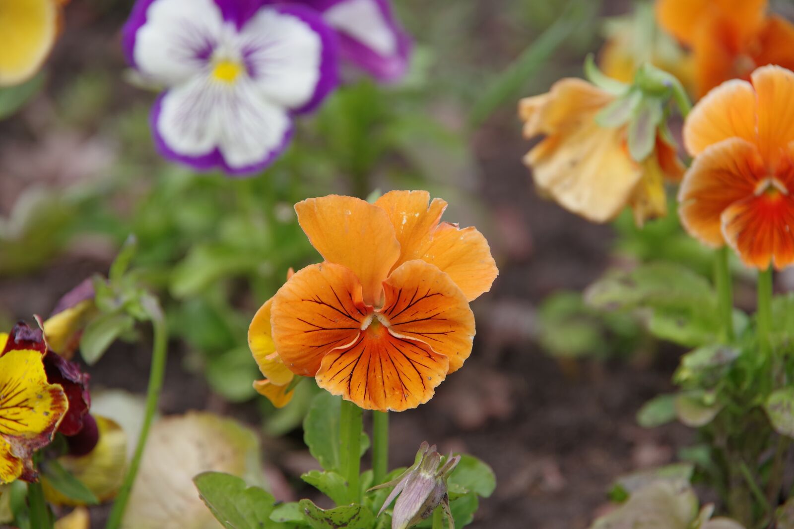 Pentax K-1 sample photo. Dacha, flowers, summer photography