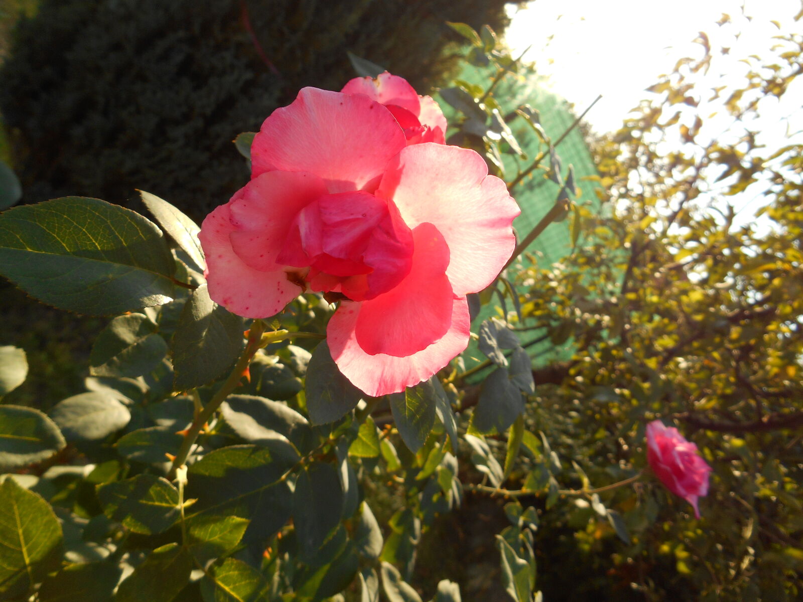Nikon Coolpix S3500 sample photo