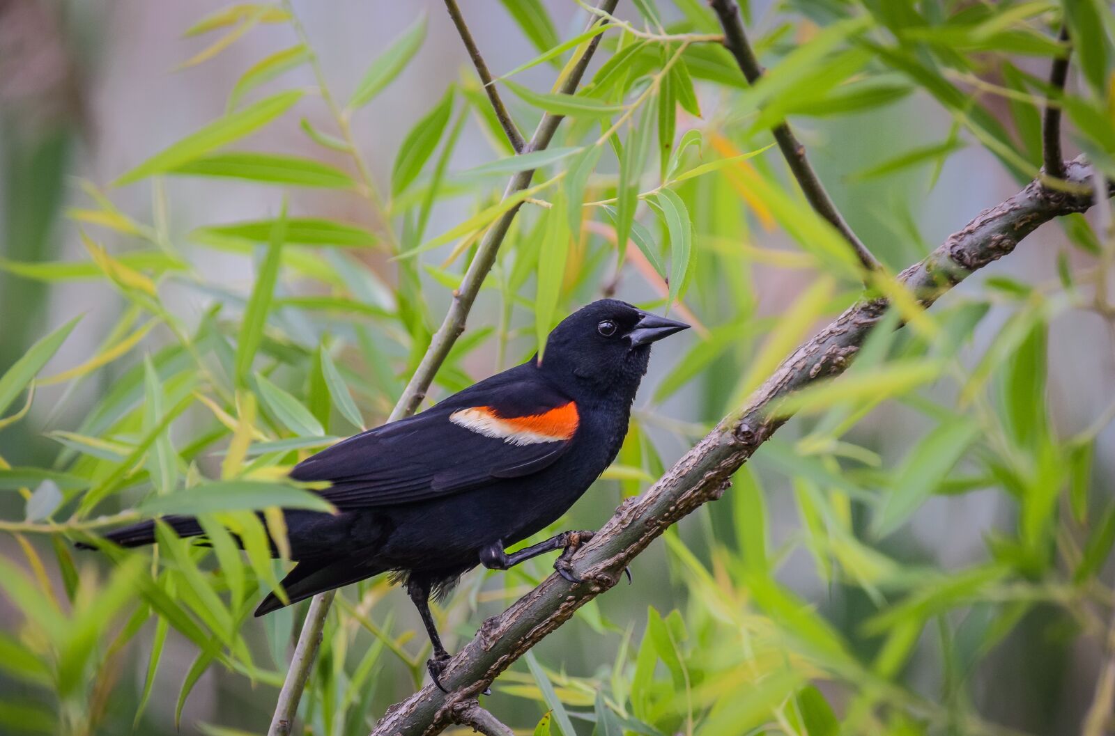 Nikon D3300 sample photo. Nature, bird, animal photography