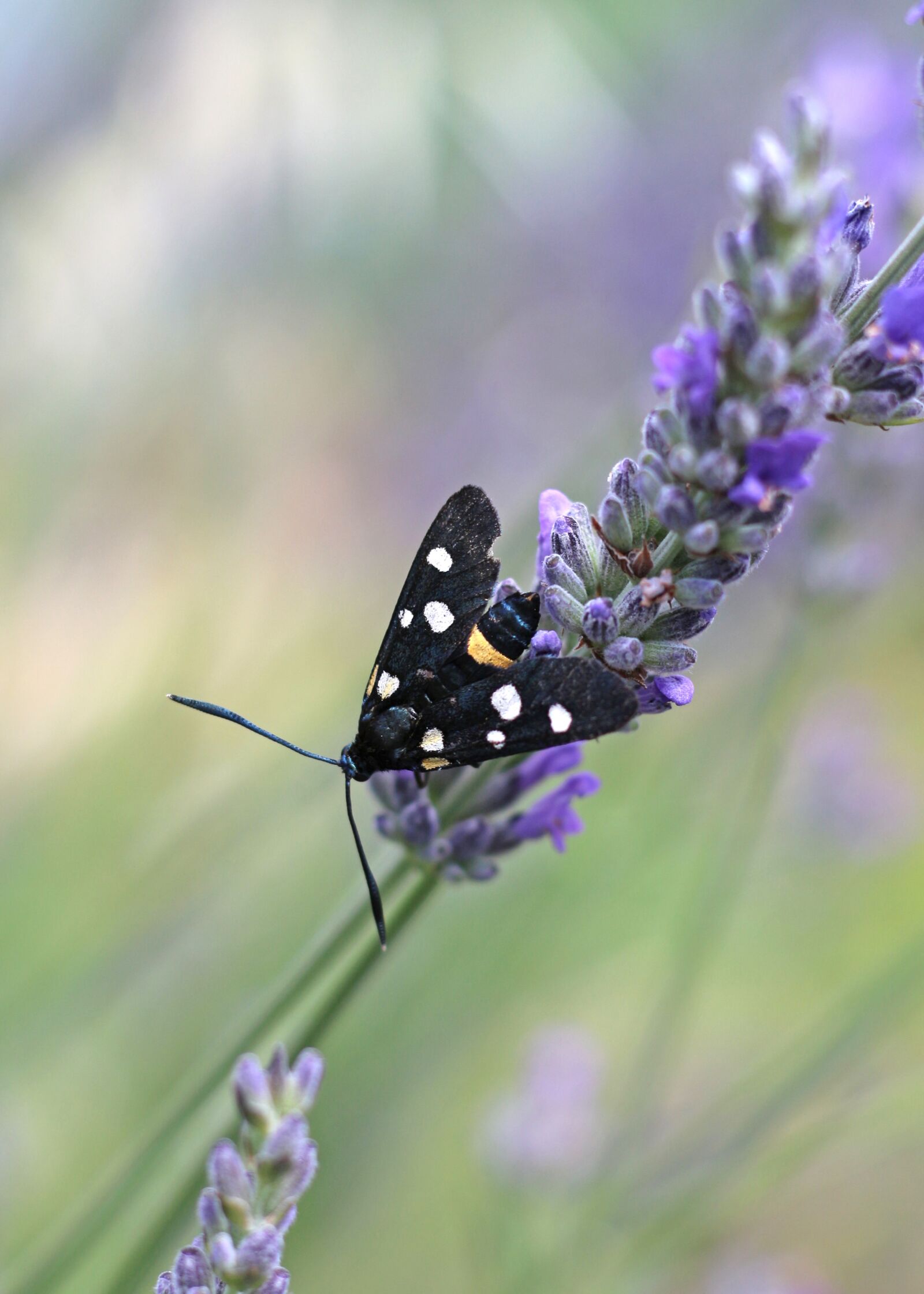 Canon EOS 700D (EOS Rebel T5i / EOS Kiss X7i) sample photo. Nine-spotted moth, moth, insect photography