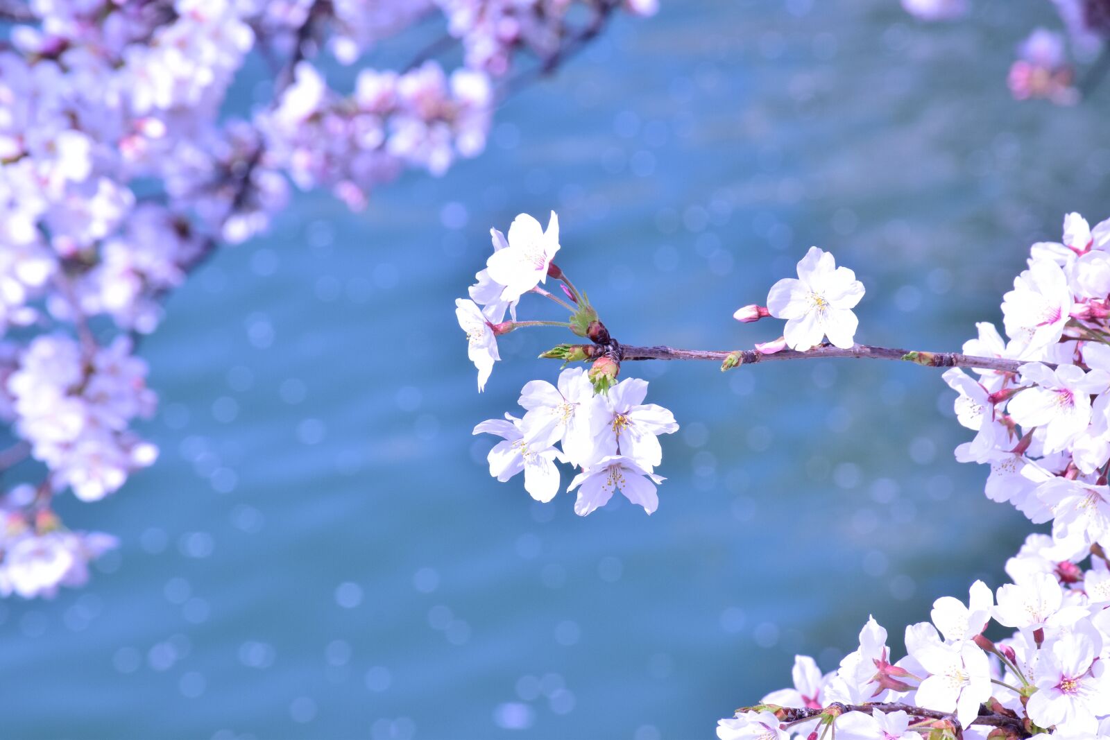 Nikon D5300 sample photo. Cherry blossoms, flowers, spring photography