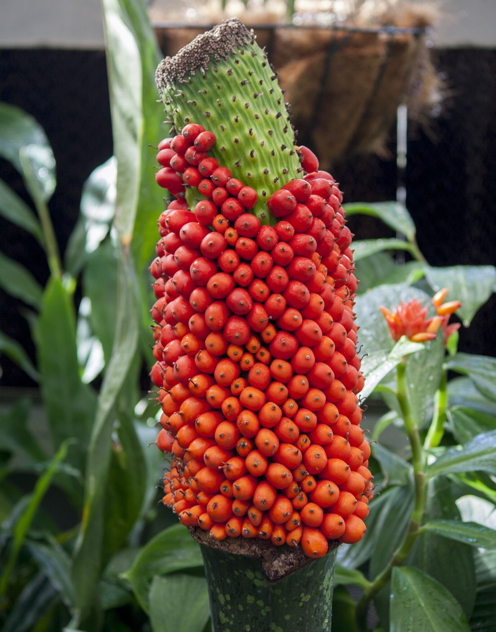 Canon EOS 350D (EOS Digital Rebel XT / EOS Kiss Digital N) sample photo. Titan arum, nature greenhouse photography
