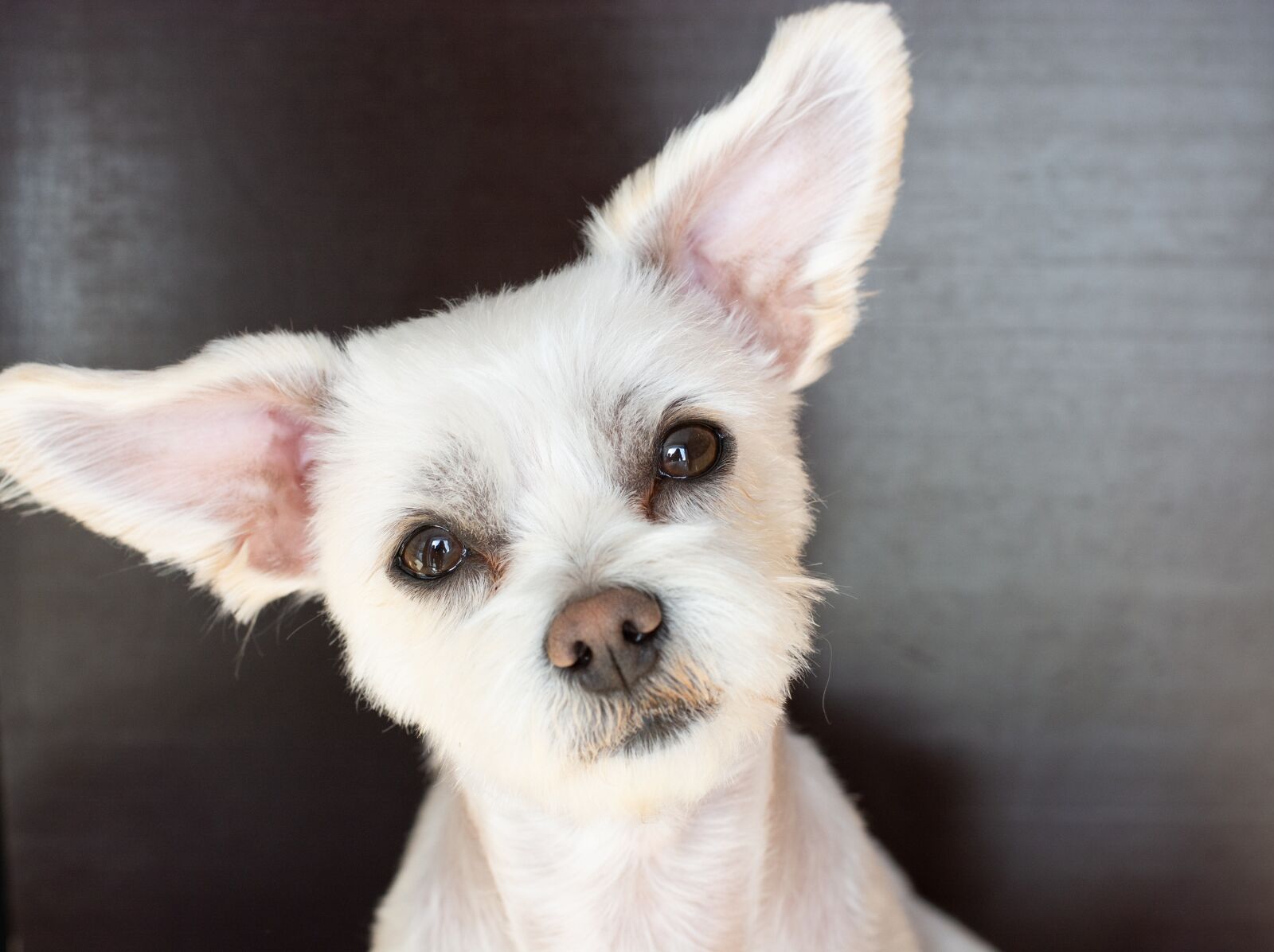 Nikon D7100 sample photo. Dog, white, small photography