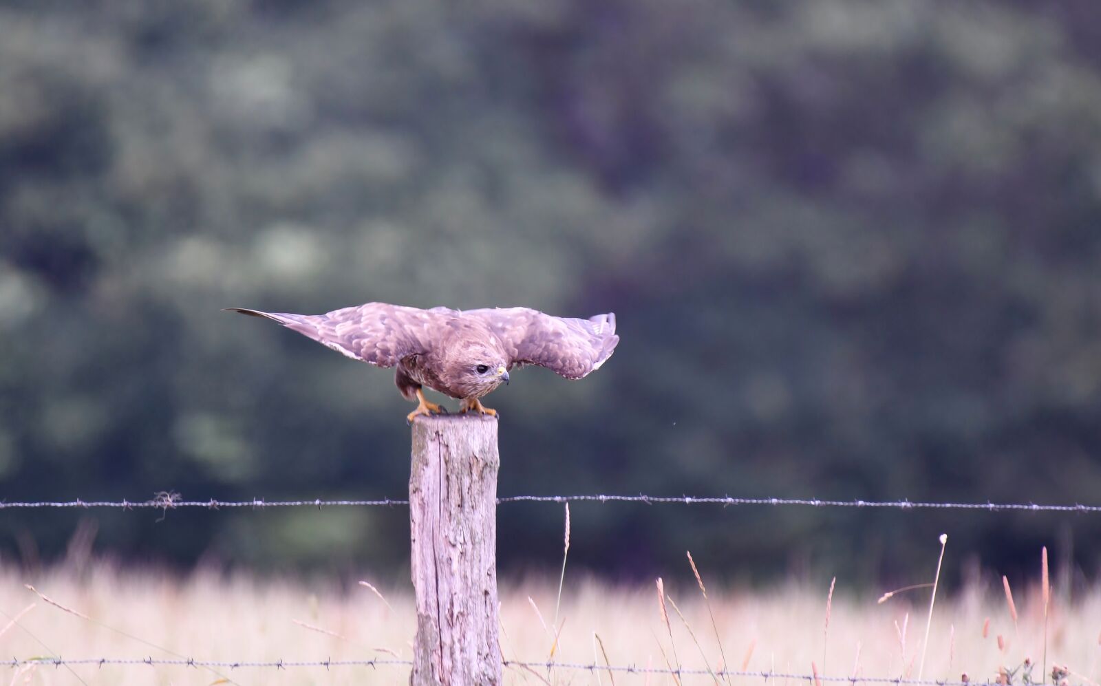 Nikon D500 sample photo. Common buzzard, bird of photography
