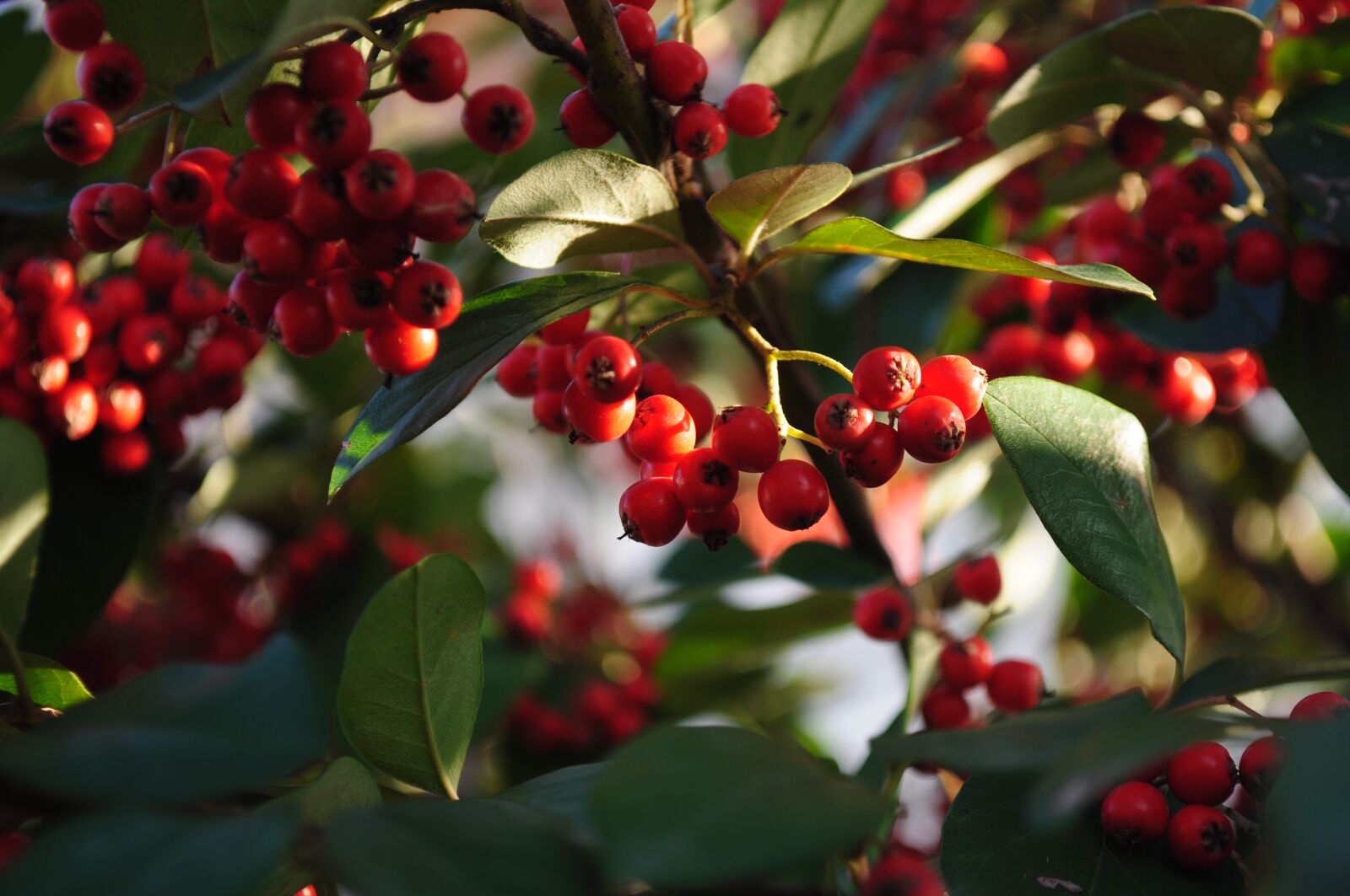 Nikon D5000 sample photo. Nature, fruit, leaf photography