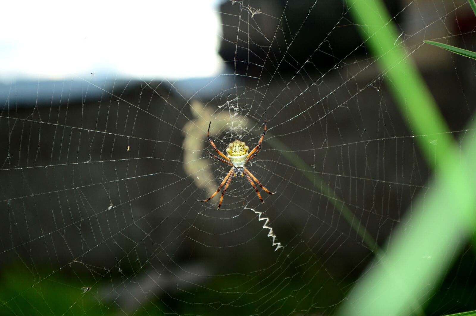 Nikon D3200 sample photo. Spider, cobweb, nature photography