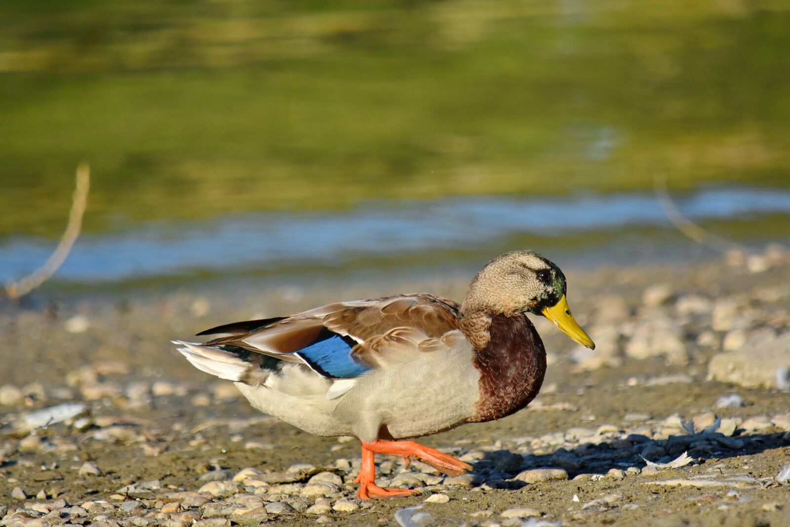 Nikon D5500 sample photo. Beach, colorful, mallard, side photography