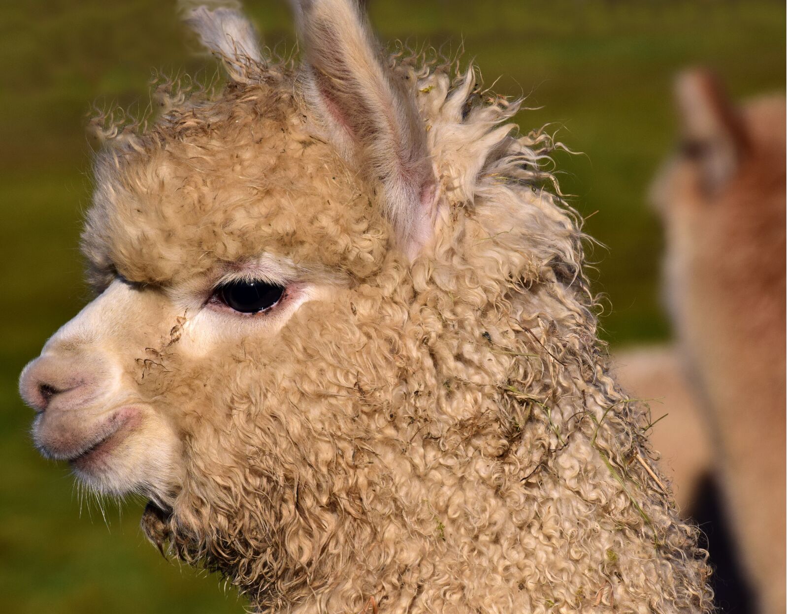 Nikon D3300 sample photo. Alpaca, mammal, animal photography