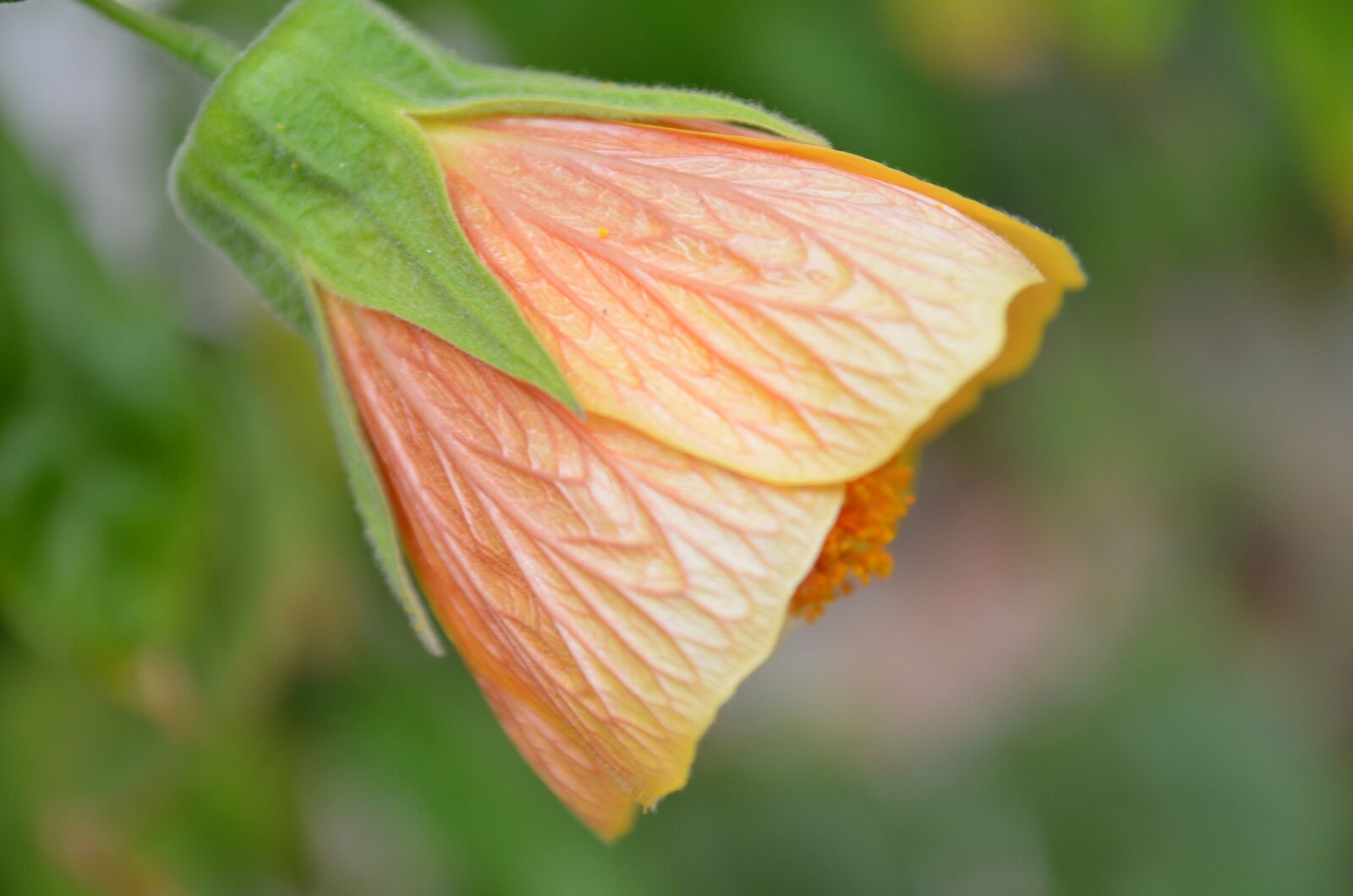 Nikon D5100 sample photo. Flower, bell, garden photography