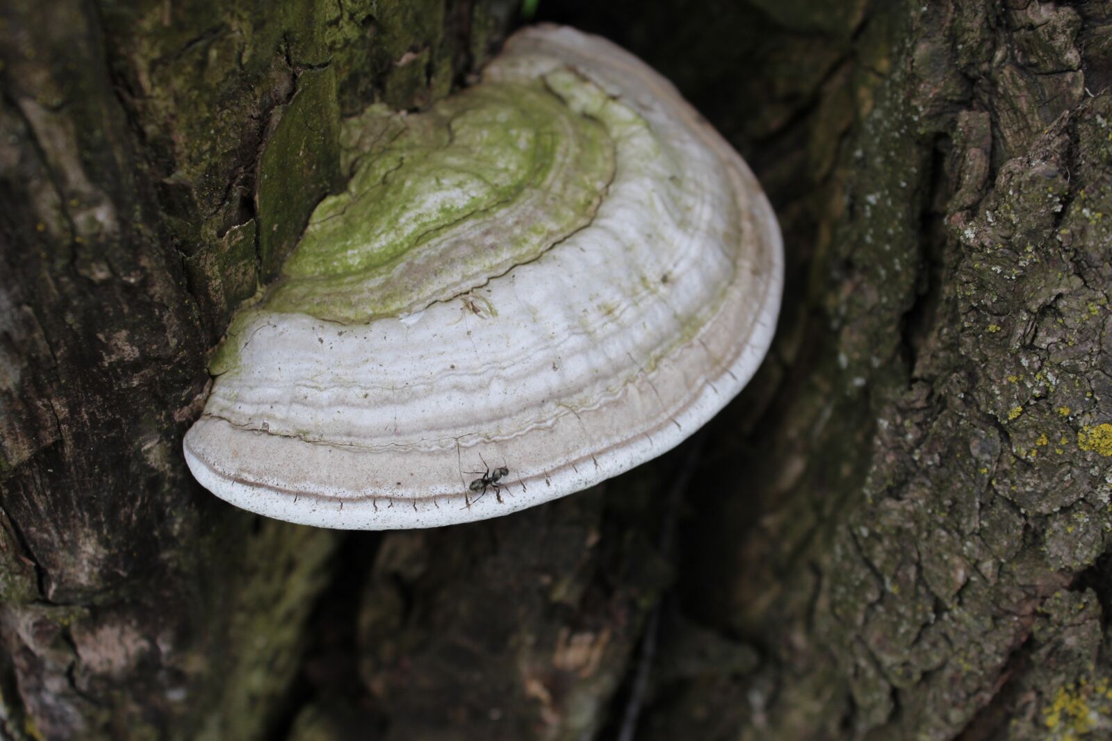 Canon EOS 1200D (EOS Rebel T5 / EOS Kiss X70 / EOS Hi) sample photo. Wood, nature, tree photography