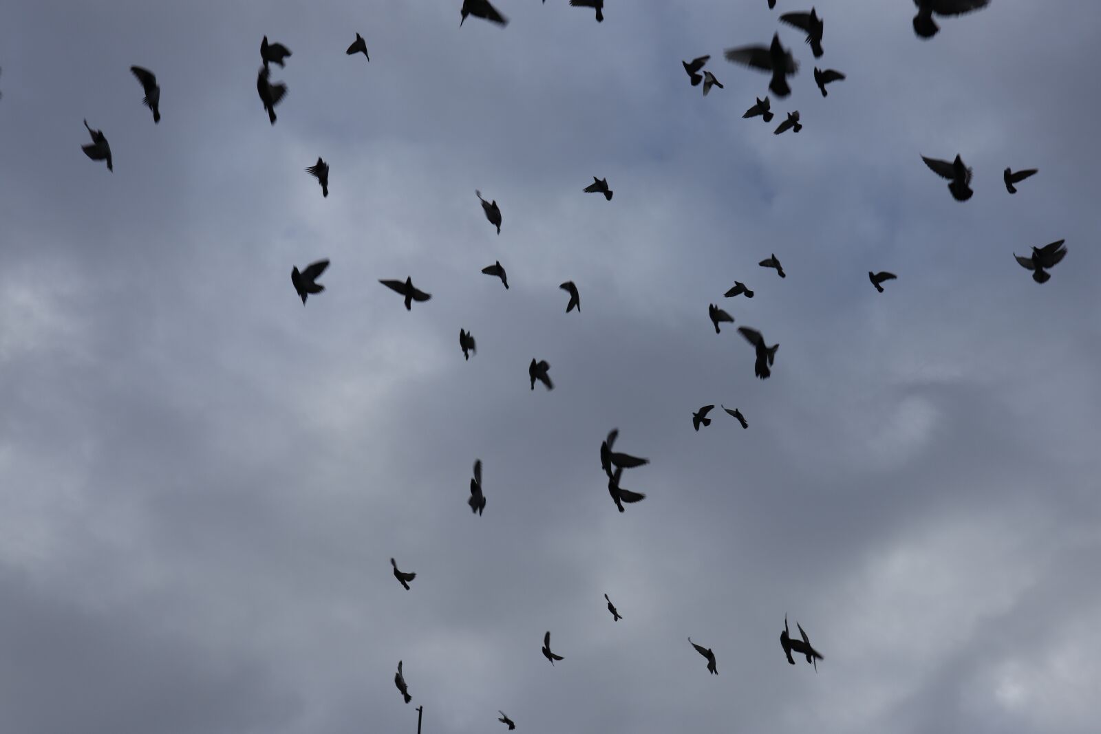 Canon EOS M100 sample photo. Birds, sky, flying photography