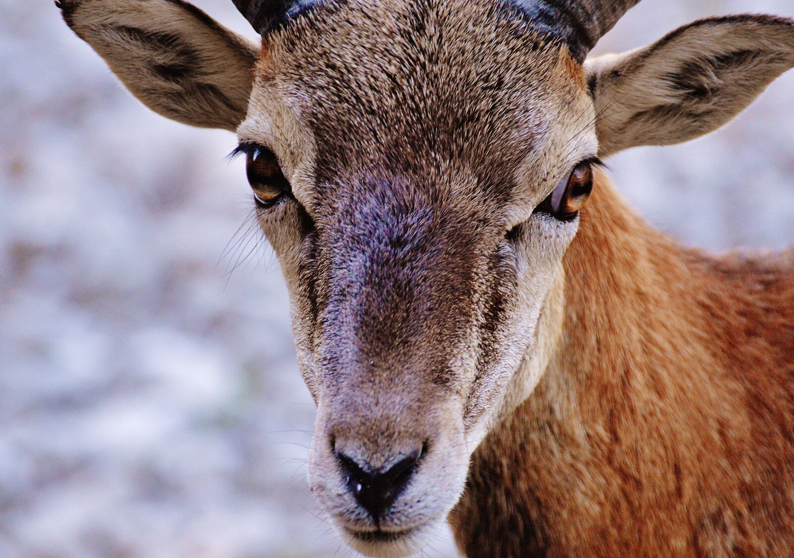 Nikon D3200 sample photo. Aries, wild, free running photography