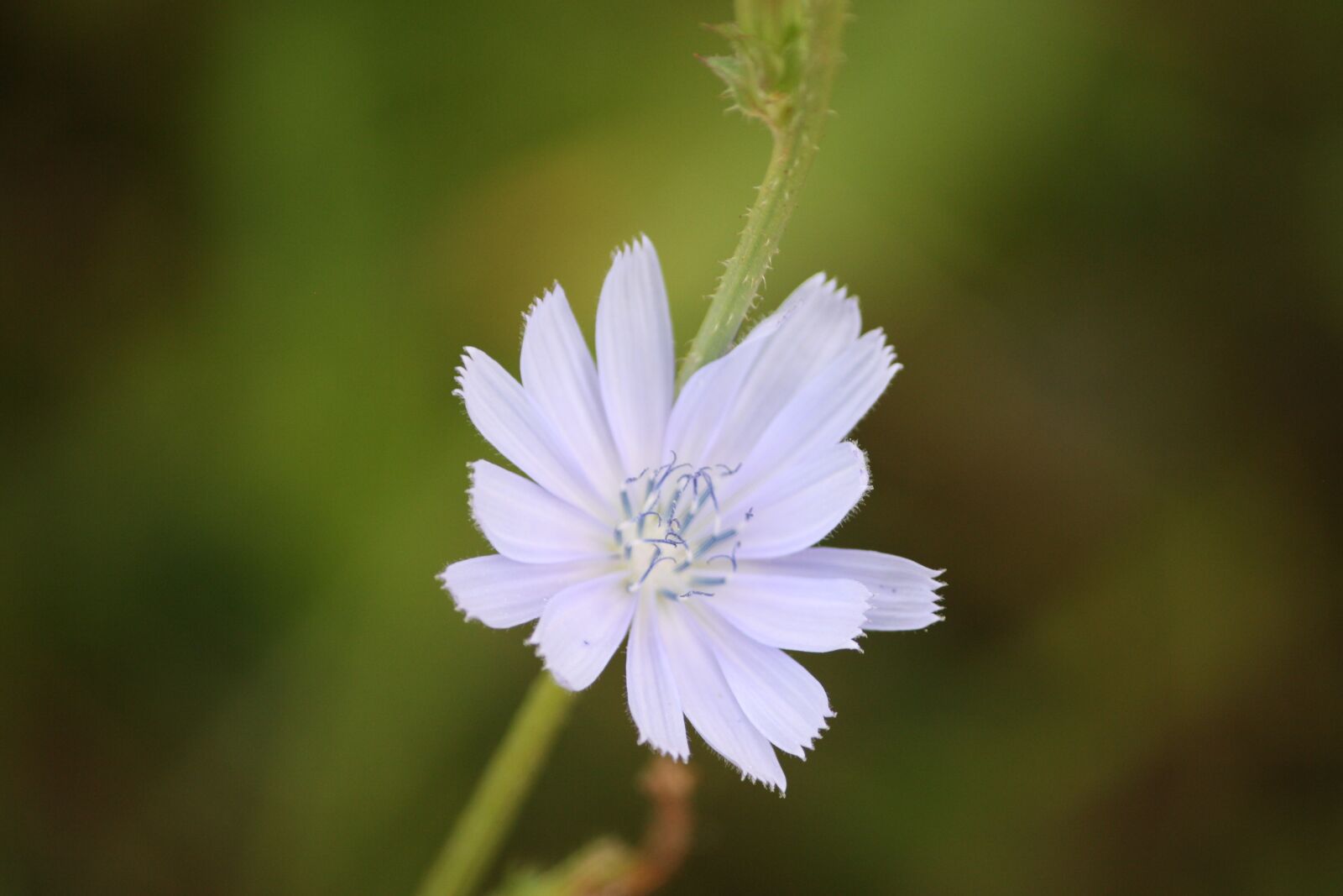Canon EOS 1000D (EOS Digital Rebel XS / EOS Kiss F) sample photo. Flower, plant, nature photography
