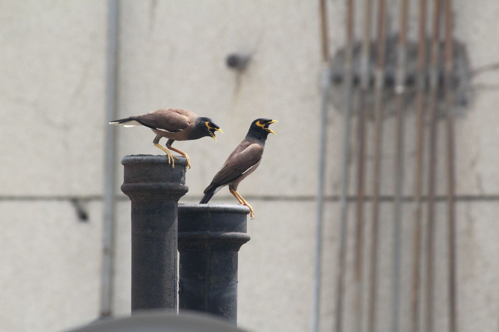 Canon EOS 1200D (EOS Rebel T5 / EOS Kiss X70 / EOS Hi) sample photo. Starling, birds, lovebirds photography
