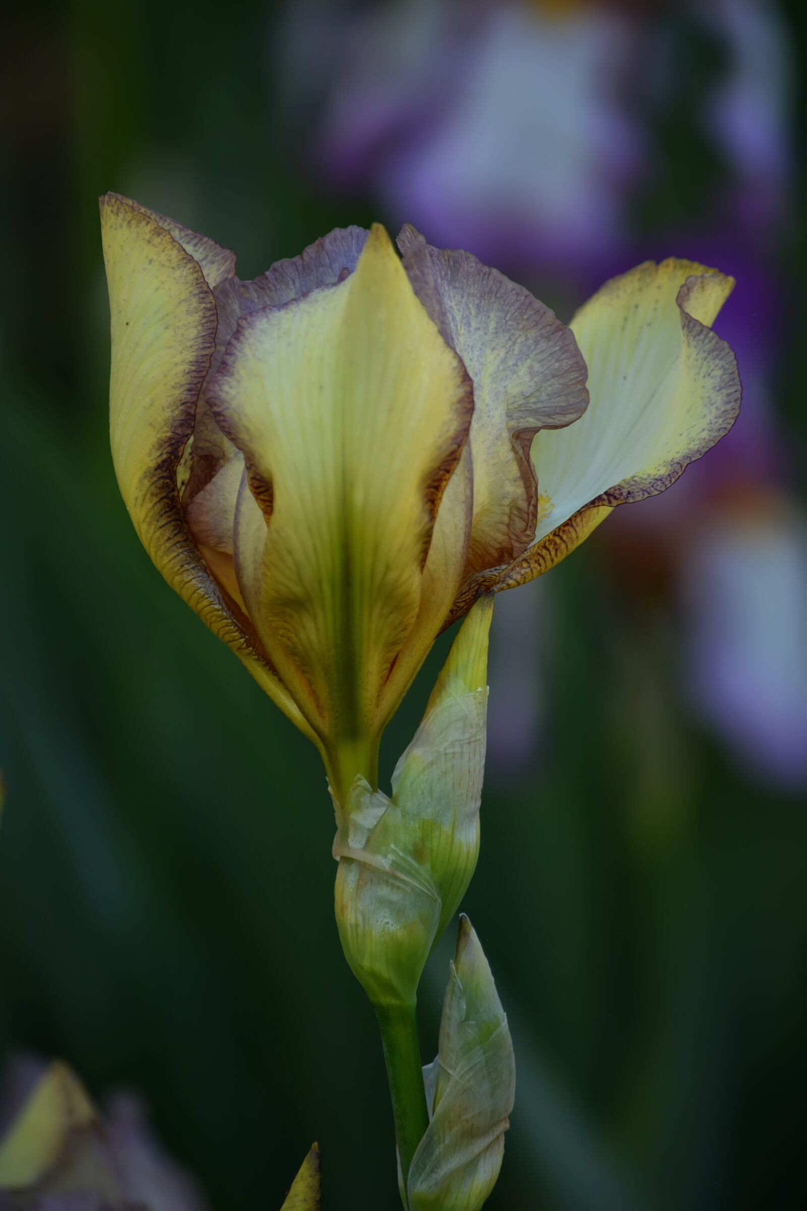 Nikon D5200 sample photo. Irises, violet, may photography
