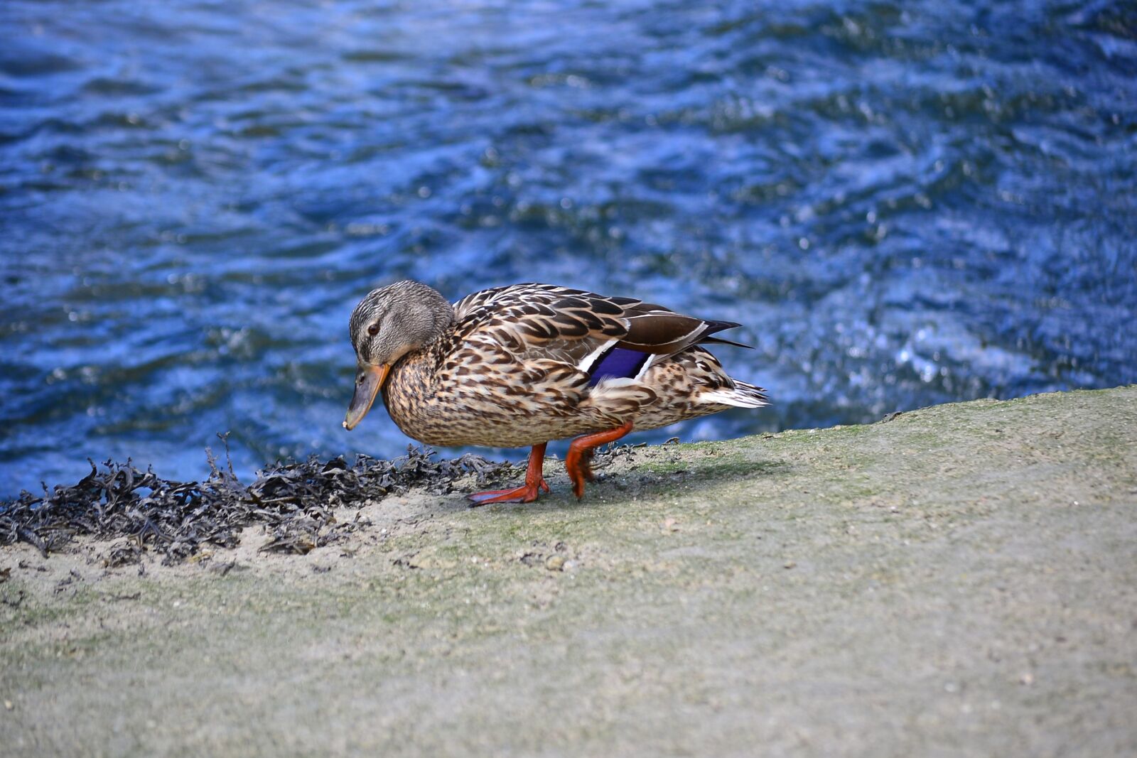 Nikon D3100 sample photo. Duck, color, water photography