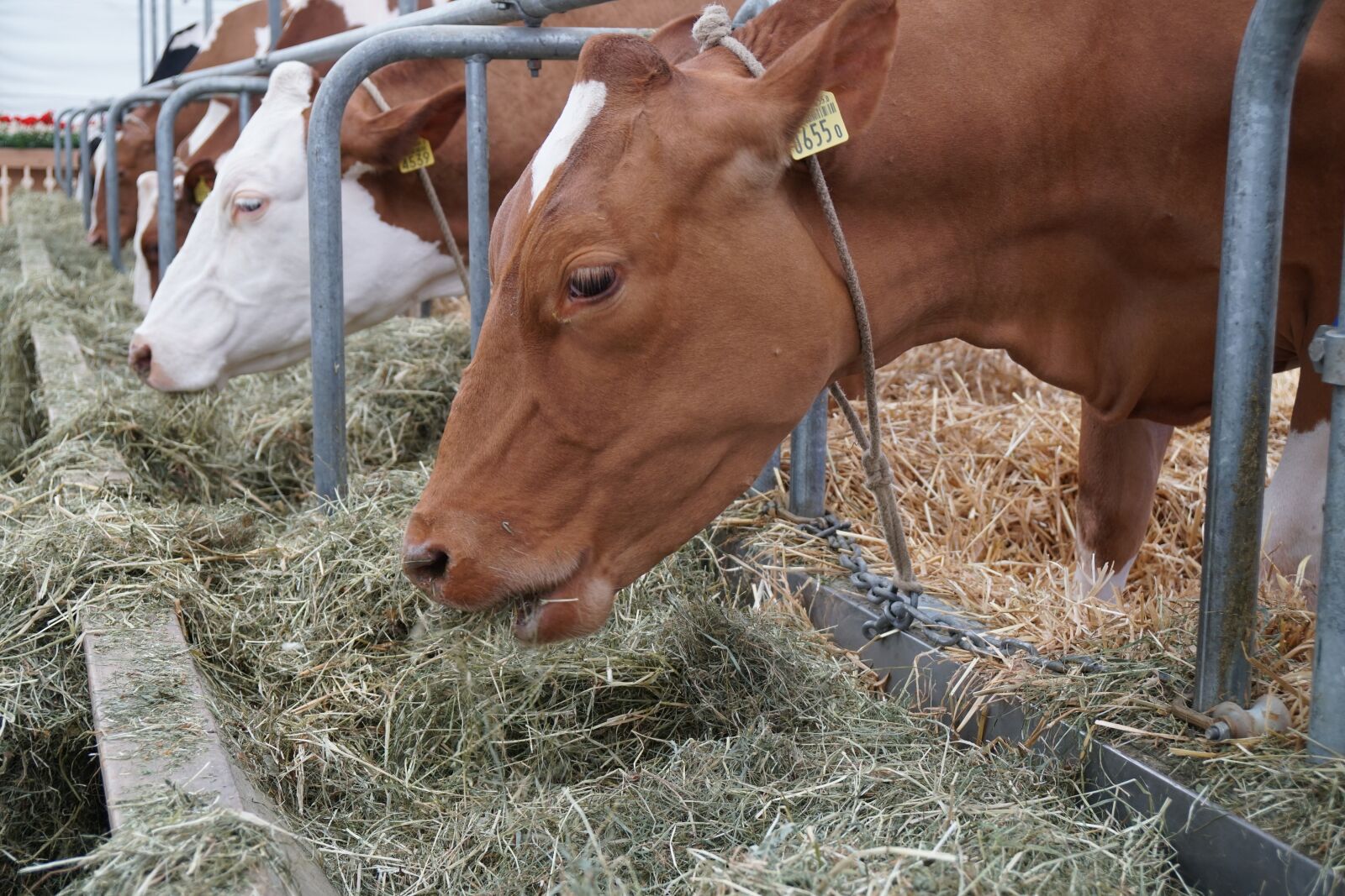 Sony a6500 + Sony Vario-Tessar T* E 16-70mm F4 ZA OSS sample photo. Cow, eat, stall photography