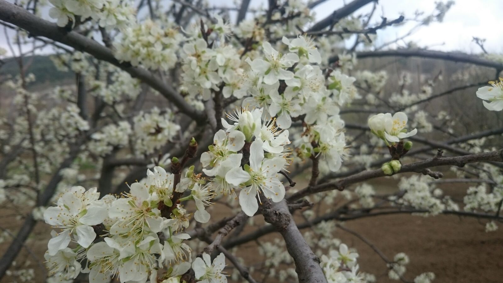 Sony Xperia Z3 sample photo. Flowers, spring, naturale photography