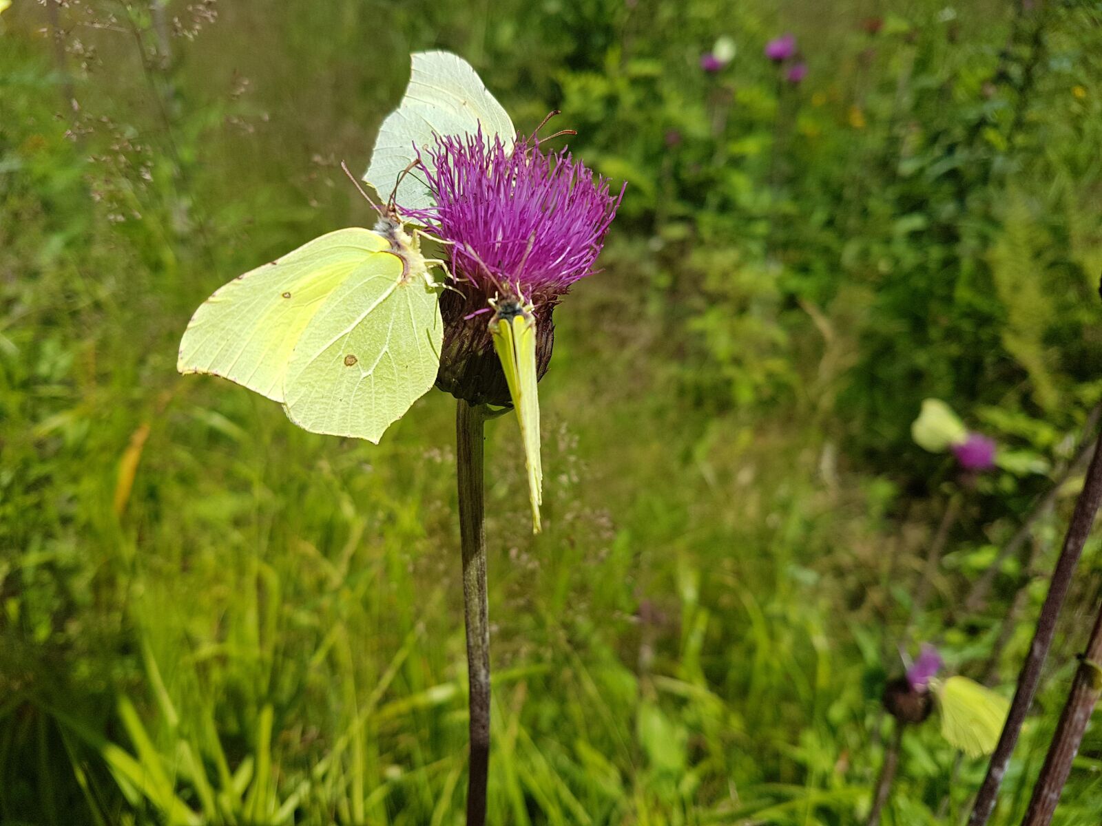 Samsung Galaxy S7 Edge sample photo. Butterfly, flower, colorful photography