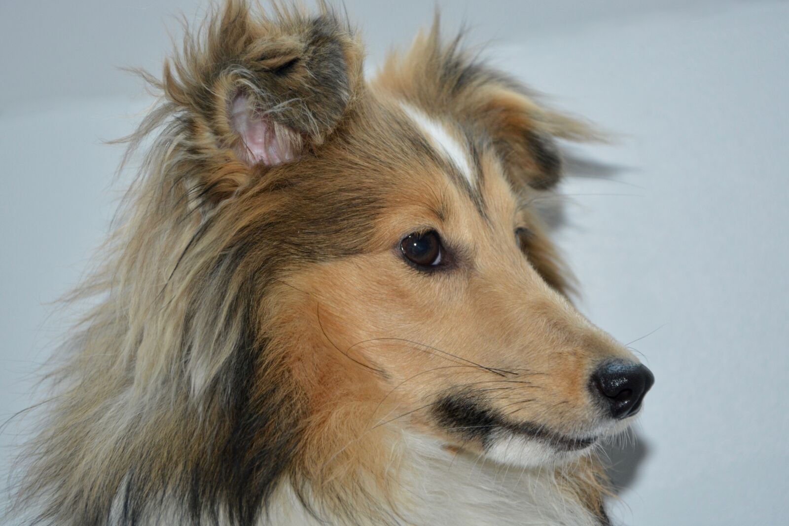 Nikon D5200 sample photo. Dog, bitch nayana, shetland photography